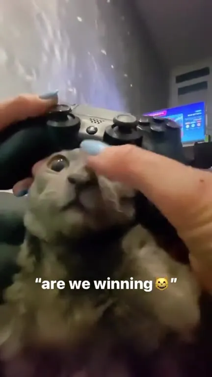 Cat Asks If We’re Winning