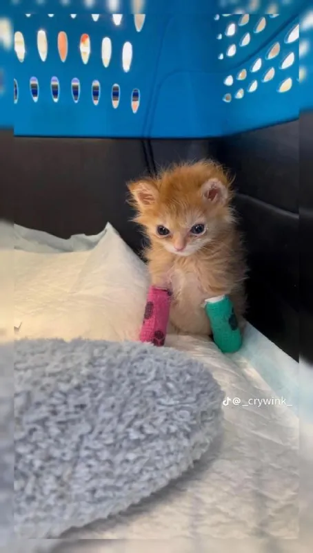 Котёнок с перевязанными лапками