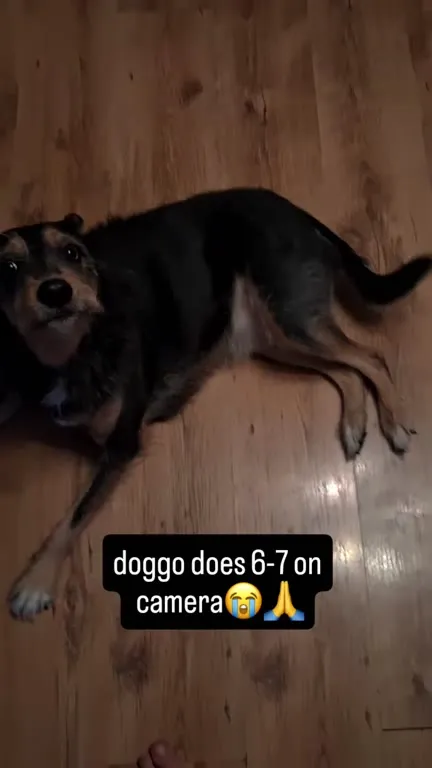 Doggo Does 6-7 on Camera