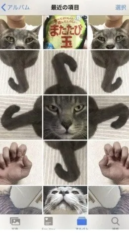 猫の手足が変な形