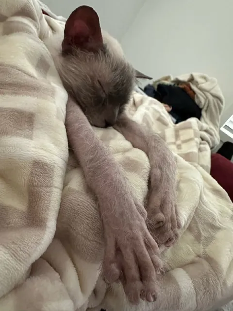 Котёнок без сил