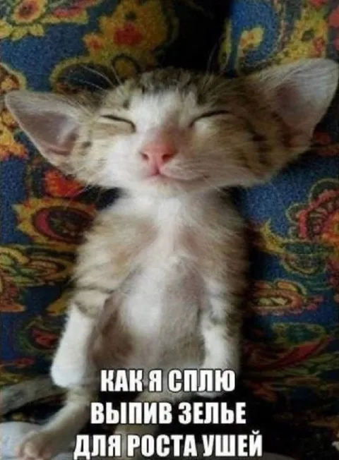 Котёнок после зелья для ушей