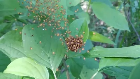 Смотрите, кого нашёл на листе