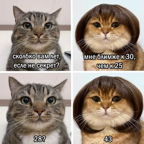 Коты скрывают настоящий возраст