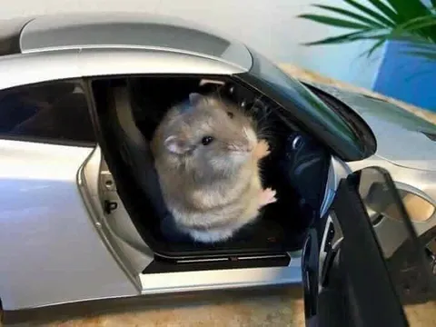 Хомяк садится в машину