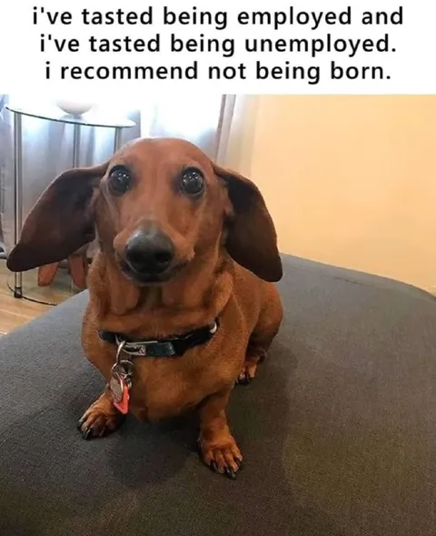 Dog Recommends Not Being Born