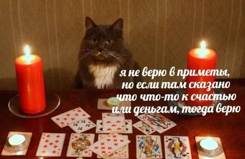 Кот верит в хорошие приметы
