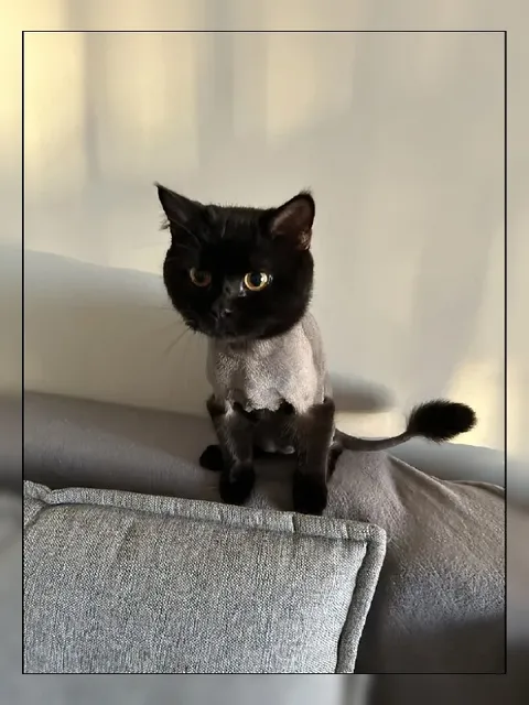 Чёрный кот на диване