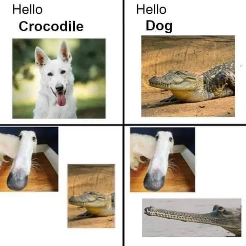 Hello Crocodile, Hello Dog