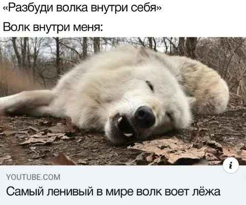 Самый ленивый волк воет лёжа