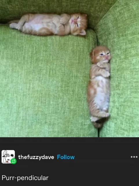 Purr-pendicular Kittens