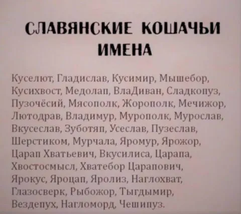 Славянские кошачьи имена
