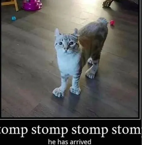Stomp Stomp Stomp He Has Arrived