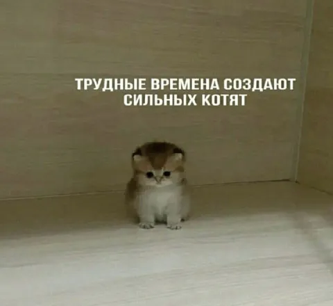 Трудные времена создают сильных котят