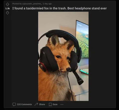 Taxidermied Fox Headphone Stand
