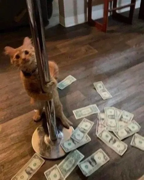 Кот держится за деньги