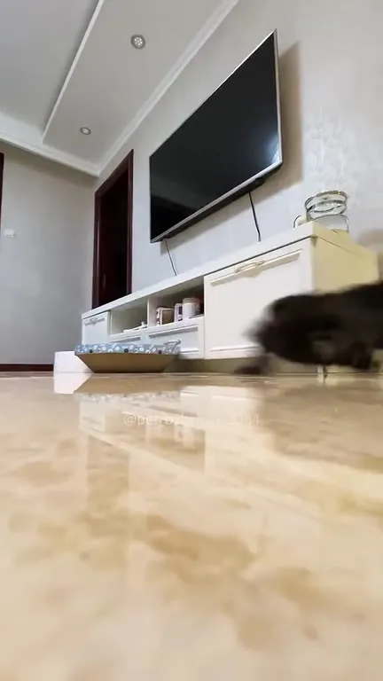 Nimbus at 3am Cat Chaos