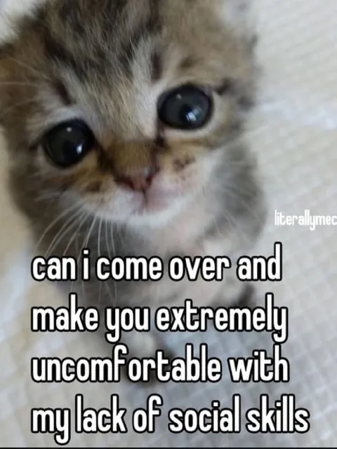 Kitten Lacks Social Skills