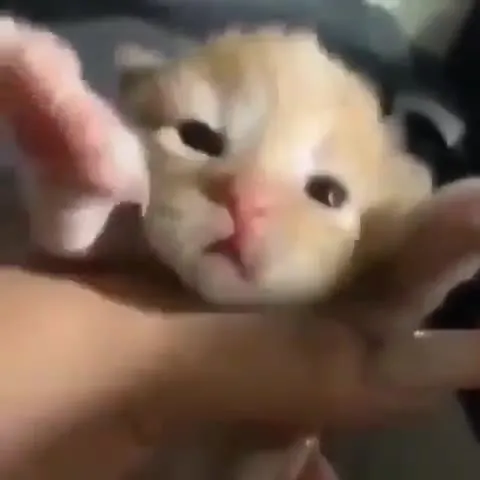 Котёнок превращается в троллфейс