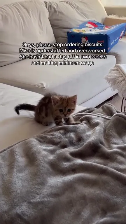 Overworked Biscuit-Making Kitten