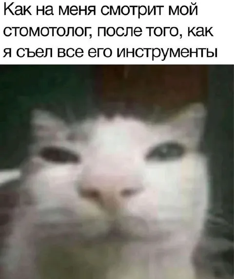 Кот после съеденных инструментов