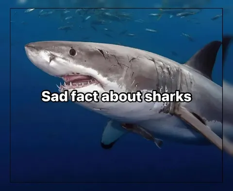 Sad Fact About Sharks