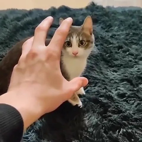 Кот под гипнотической рукой
