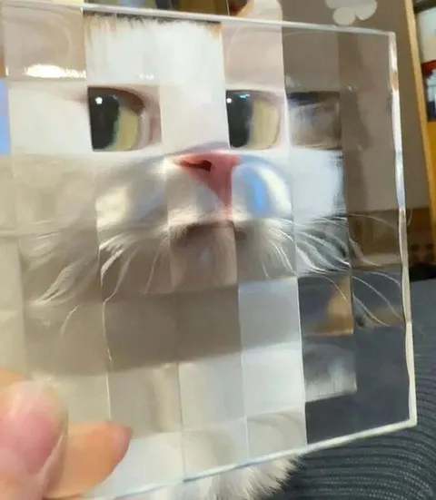 Кот за искажённым стеклом
