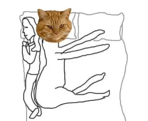 Кот обнимает во сне