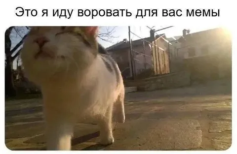 Кот ворует мемы