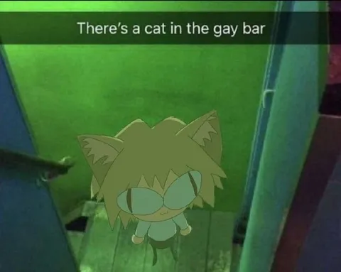 Cat in the Gay Bar