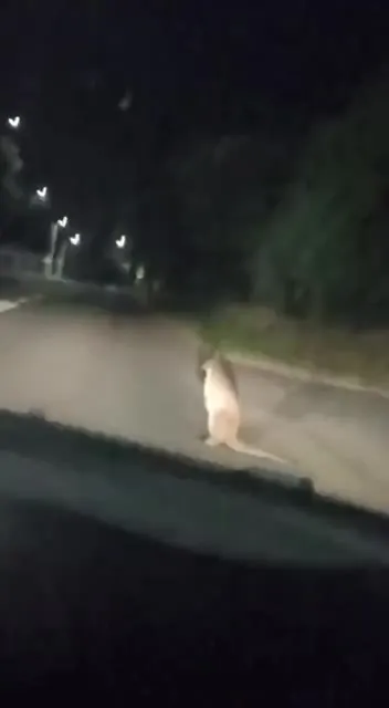 Кенгуру посреди ночной дороги