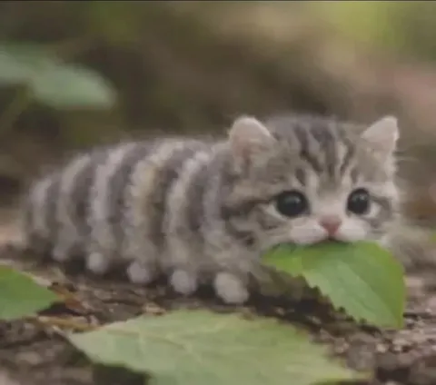 Котёнок жуёт листик