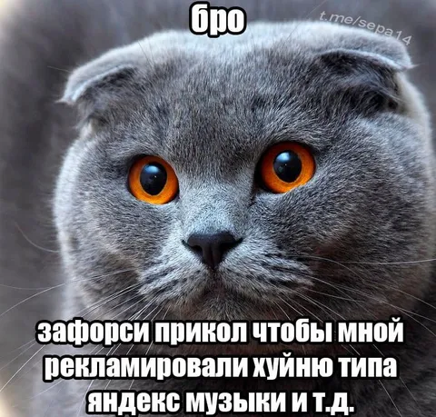 Кот и навязчивая реклама