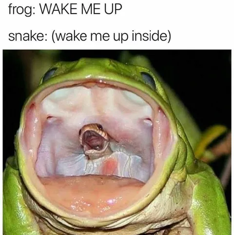 Snake Wakes Frog From Inside