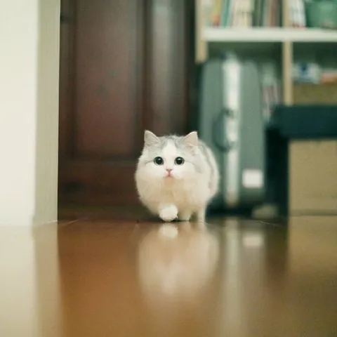Белый котик в дверях