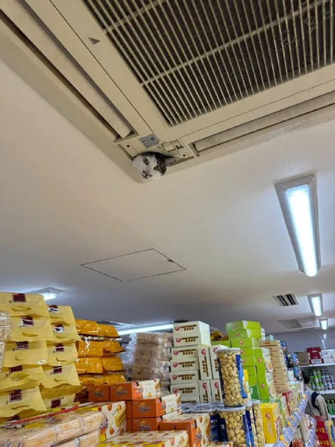 Кот в потолочном кондиционере