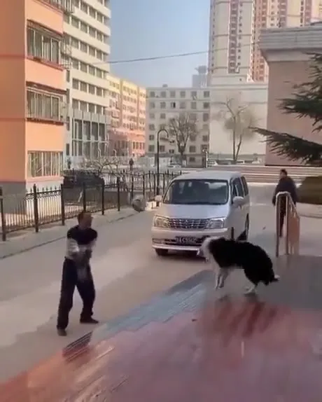 Собака перехватывает мяч