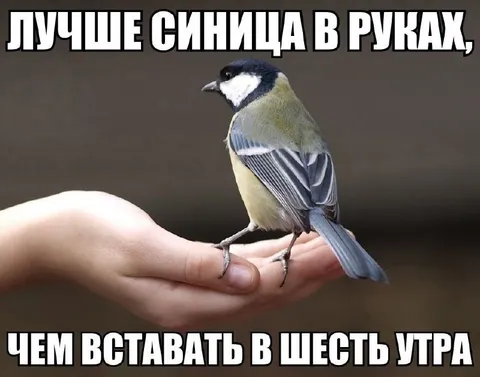 Синица в руках лучше