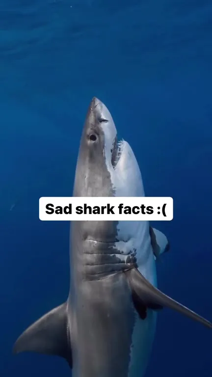 Sad Shark Guitar Facts