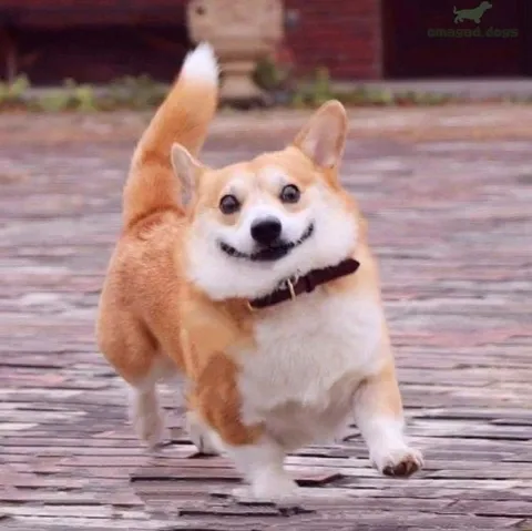 Довольный бегущий корги