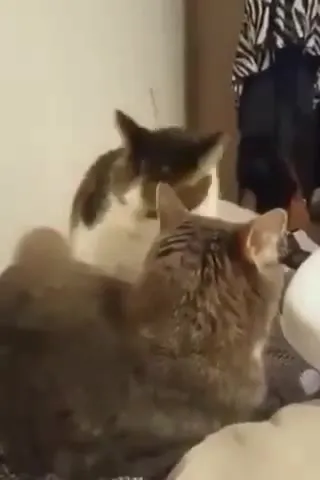 Кот внезапно нападает и зевает