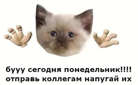 Кот пугает коллег понедельником