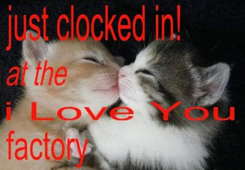 I Love You Factory Kittens