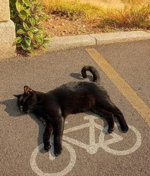 Кот занял велодорожку