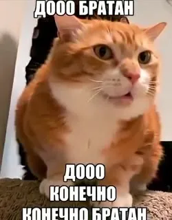 Конечно братан, погнали