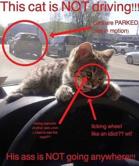 This Cat Is Not Driving