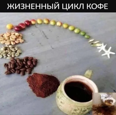 Жизненный цикл кофе