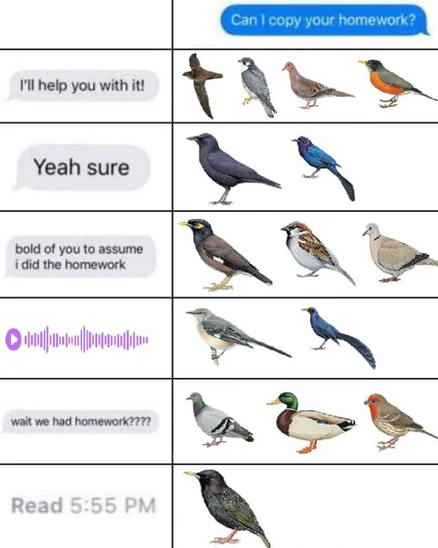 Birds Forgot the Homework