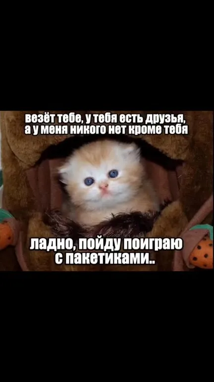 Кот играет с пакетиками